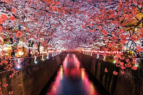 A canal in Kyoto lined with cherry blossom
