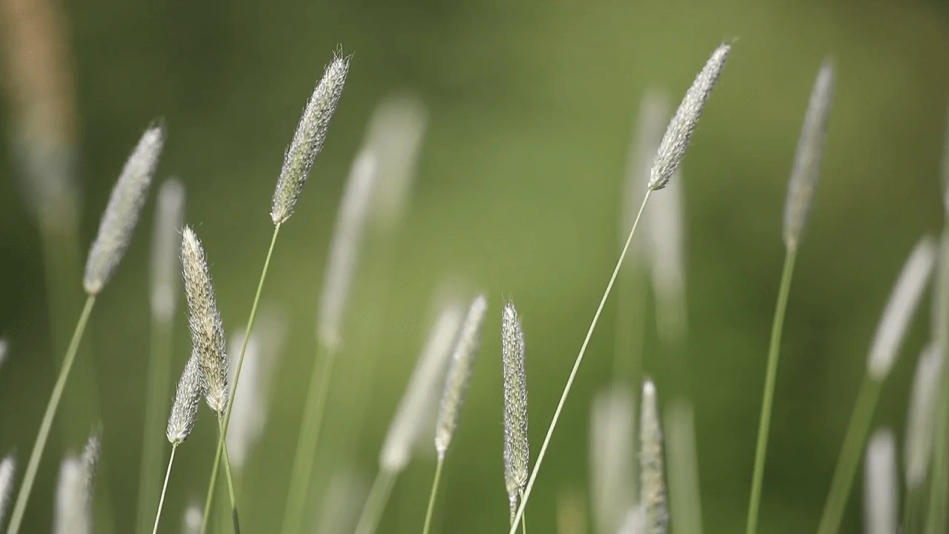 Video Background Thumbnail