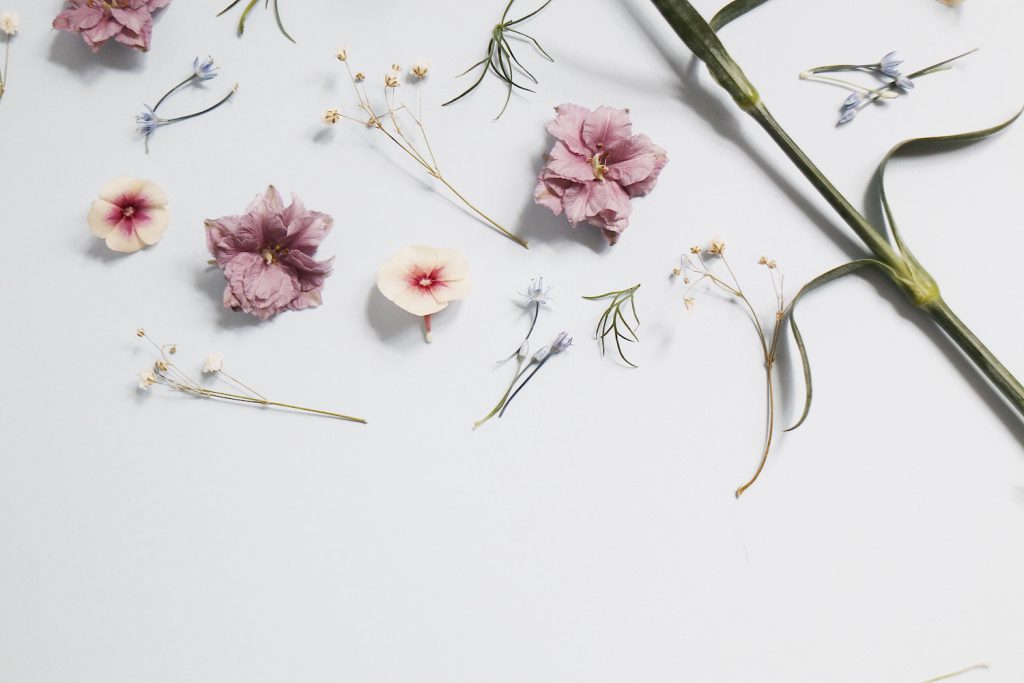 floral element design on a white background