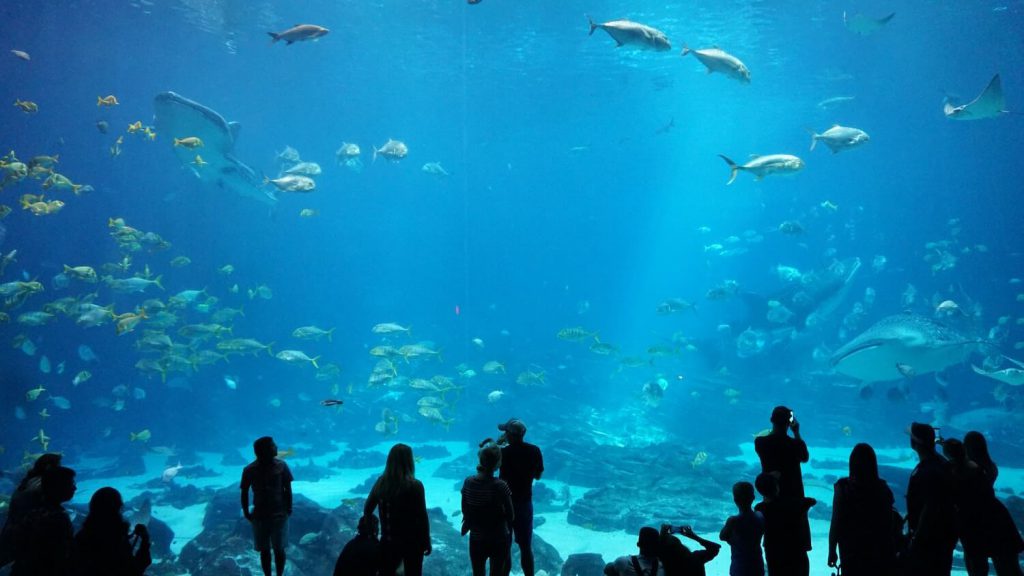georgia aquarium proposal idea atlanta