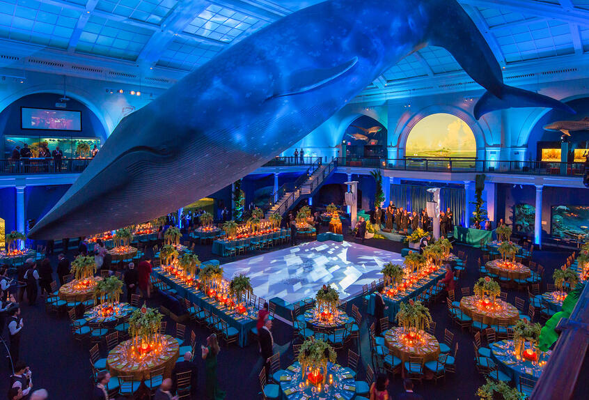 wedding at the american natural history museum in new york under the iconic blue whale