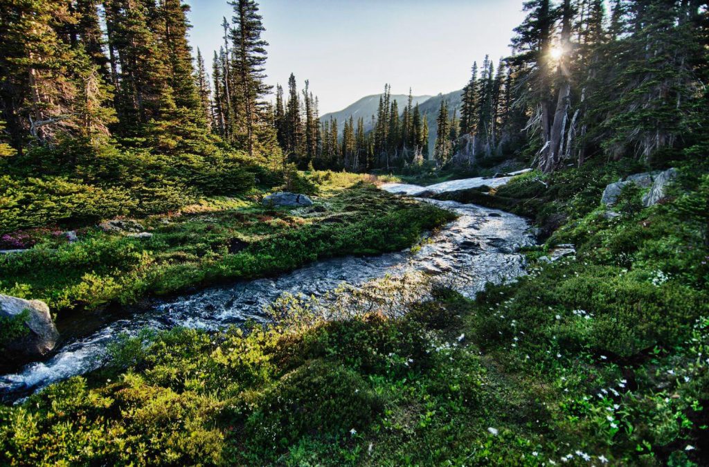 olympic national park washington national park wedding