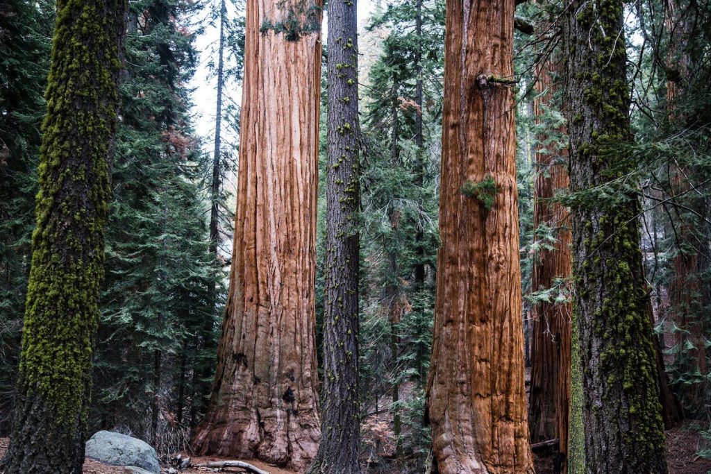 sequoia national park california national park wedding
