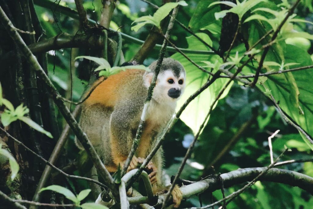 A white-faced monkey at Manuel Antonio National Park in Costa Rica