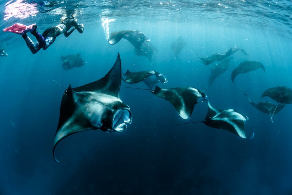 Underwater view of manta rays and a scuba diver ascending to the surface in the Maldives
