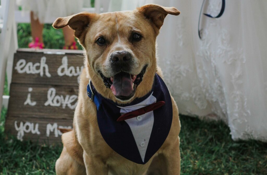 A dog at a wedding ceremony dressed in a tuxedo