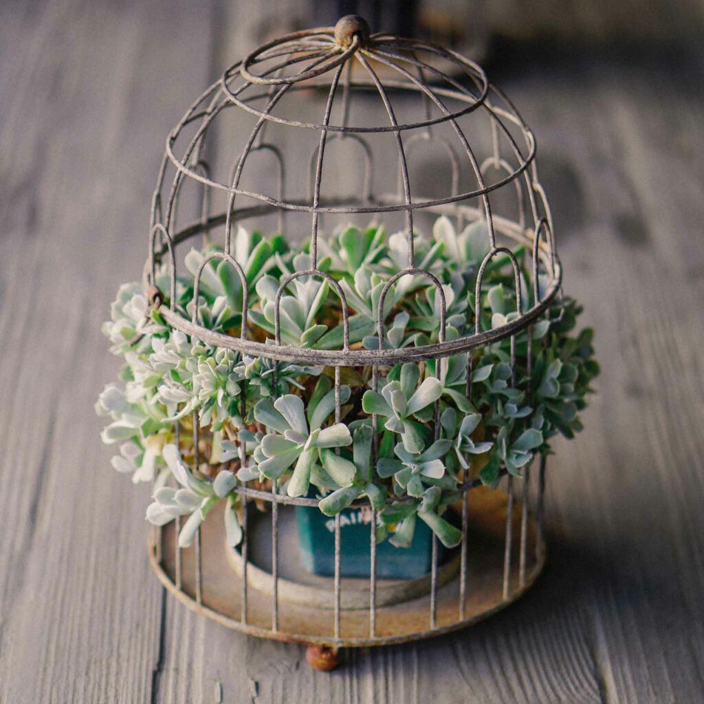 Succulents rest within a decorative birdcage