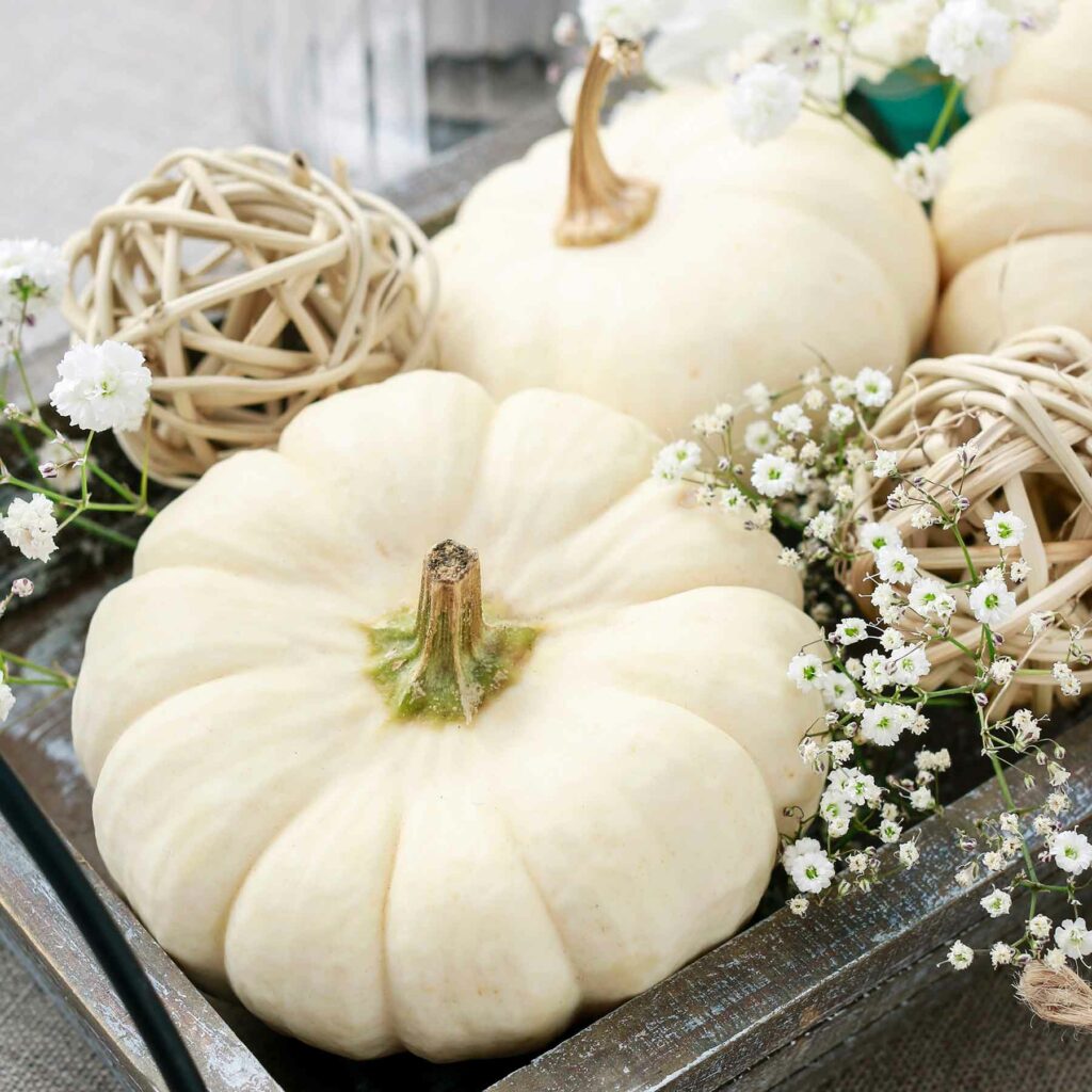 Mini white pumpkins with baby's breath add charm to a wedding reception tabletop
