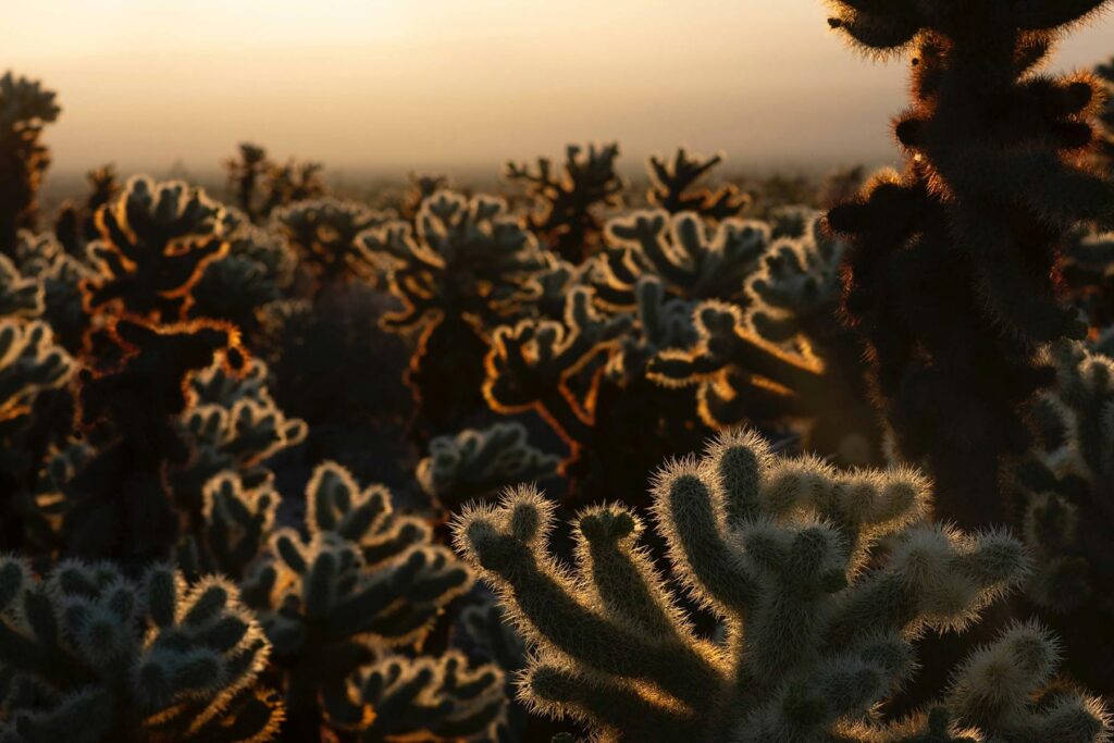 Native plants in Joshua Tree during golden hour