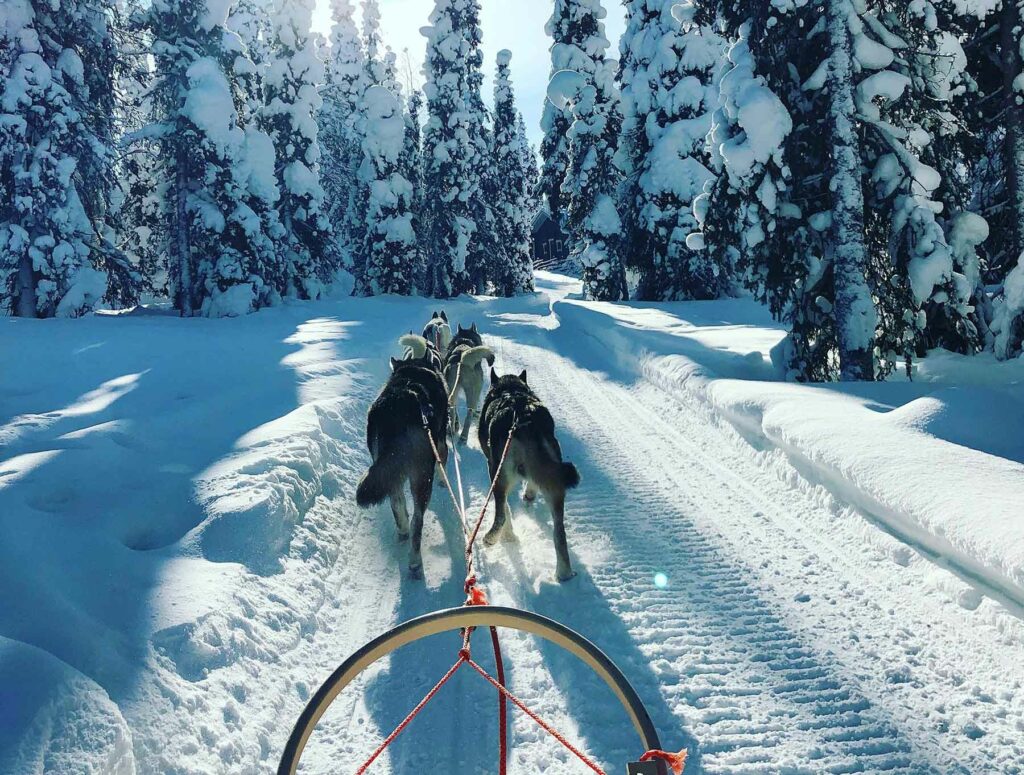 A sled ride pulled by dogs in Lapland, Finland