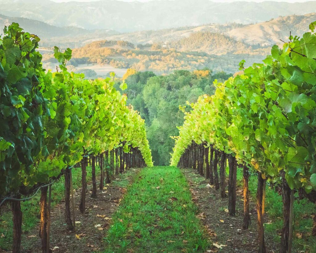 A view of vineyards and rolling green hills in Healdsburg, California