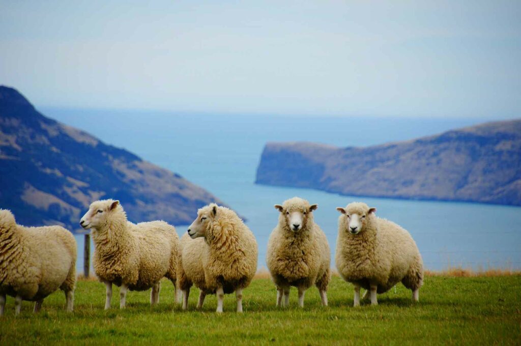 Five sheep standing on grass overlooking a cliff in New Zealand