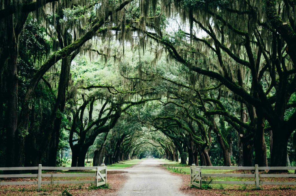 A dirt path below a grove of trees in affordable honeymoon destination Savannah, Georgia