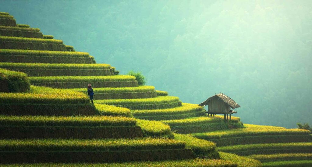 Rice paddies in Thailand