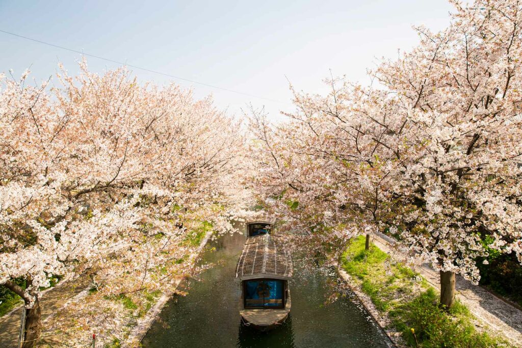 Sakura trees flanking a sailing boat in a canal during a Japanese honeymoon