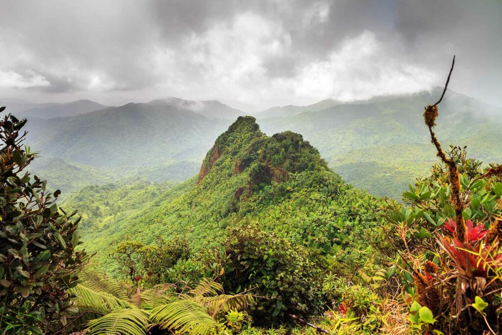 A misty view of the tropical flora in El Yunque National Forest
