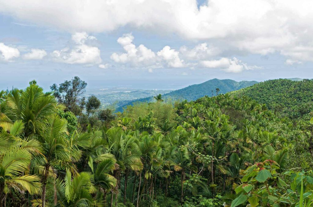 A treetop view of El Yunque National Forest in Puerto Rico with views of the rainforest and Atlantic Ocean in the background