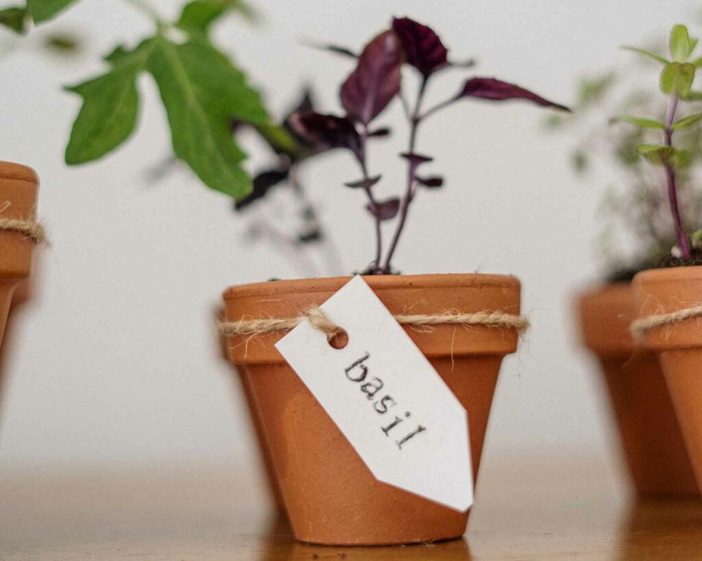 Wedding favor gift idea: A potted basil plant