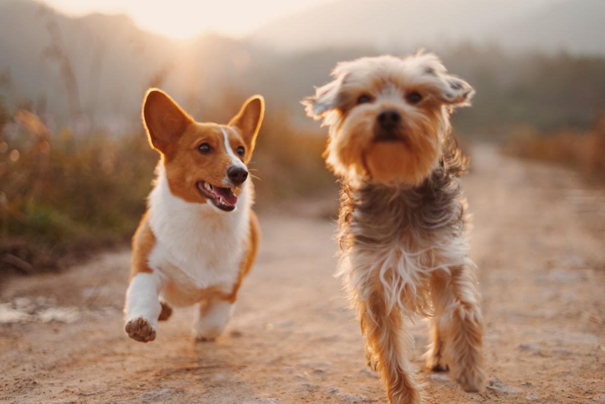 Two dogs running happily through a grassy field