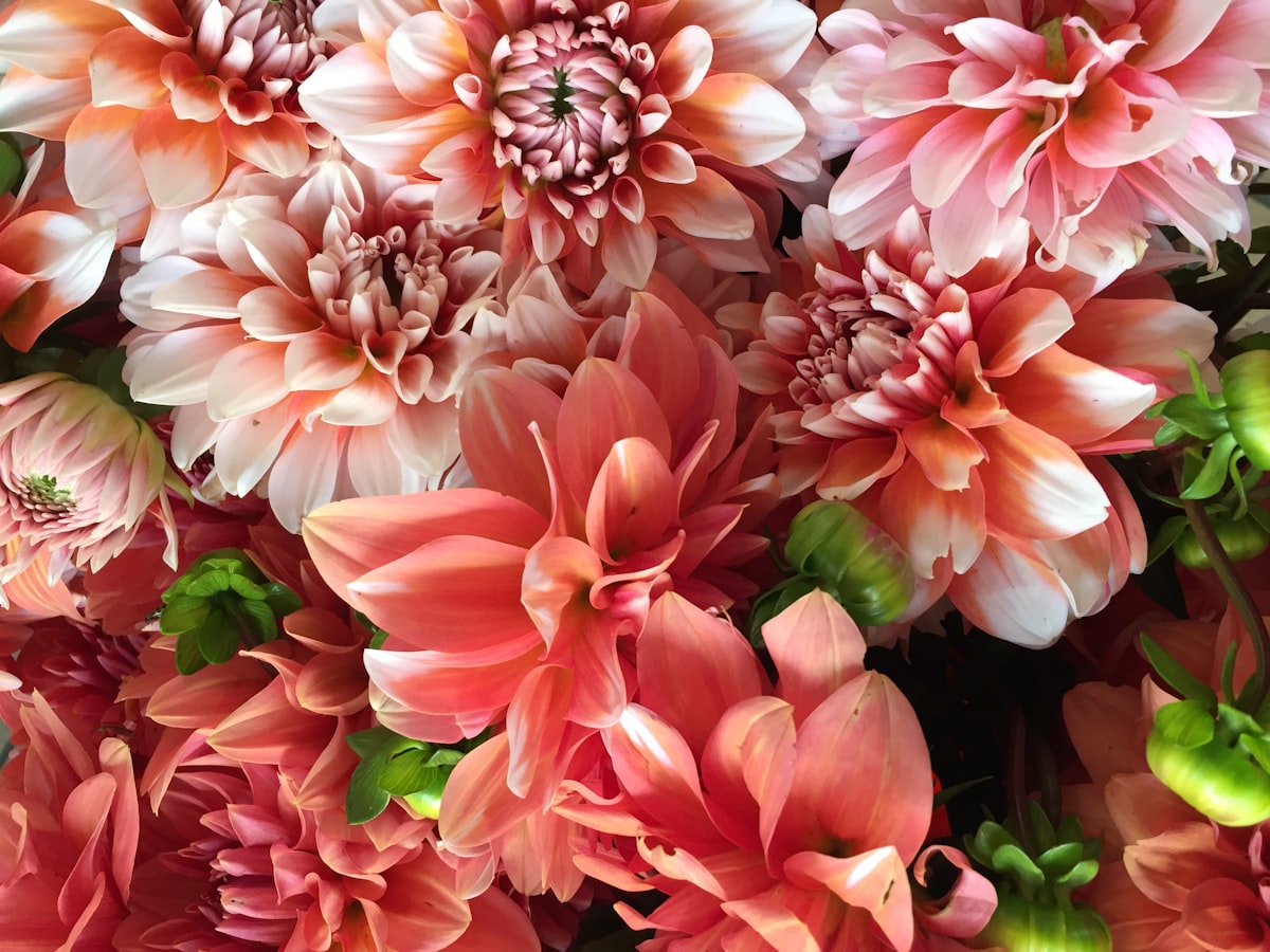 Close-up of lush pink and coral dahlia blooms arranged together for a fall wedding floral display