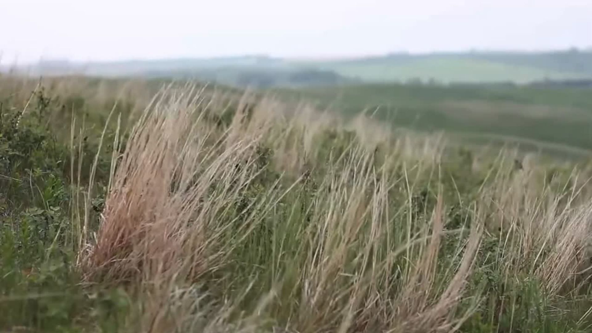 Video Background Thumbnail