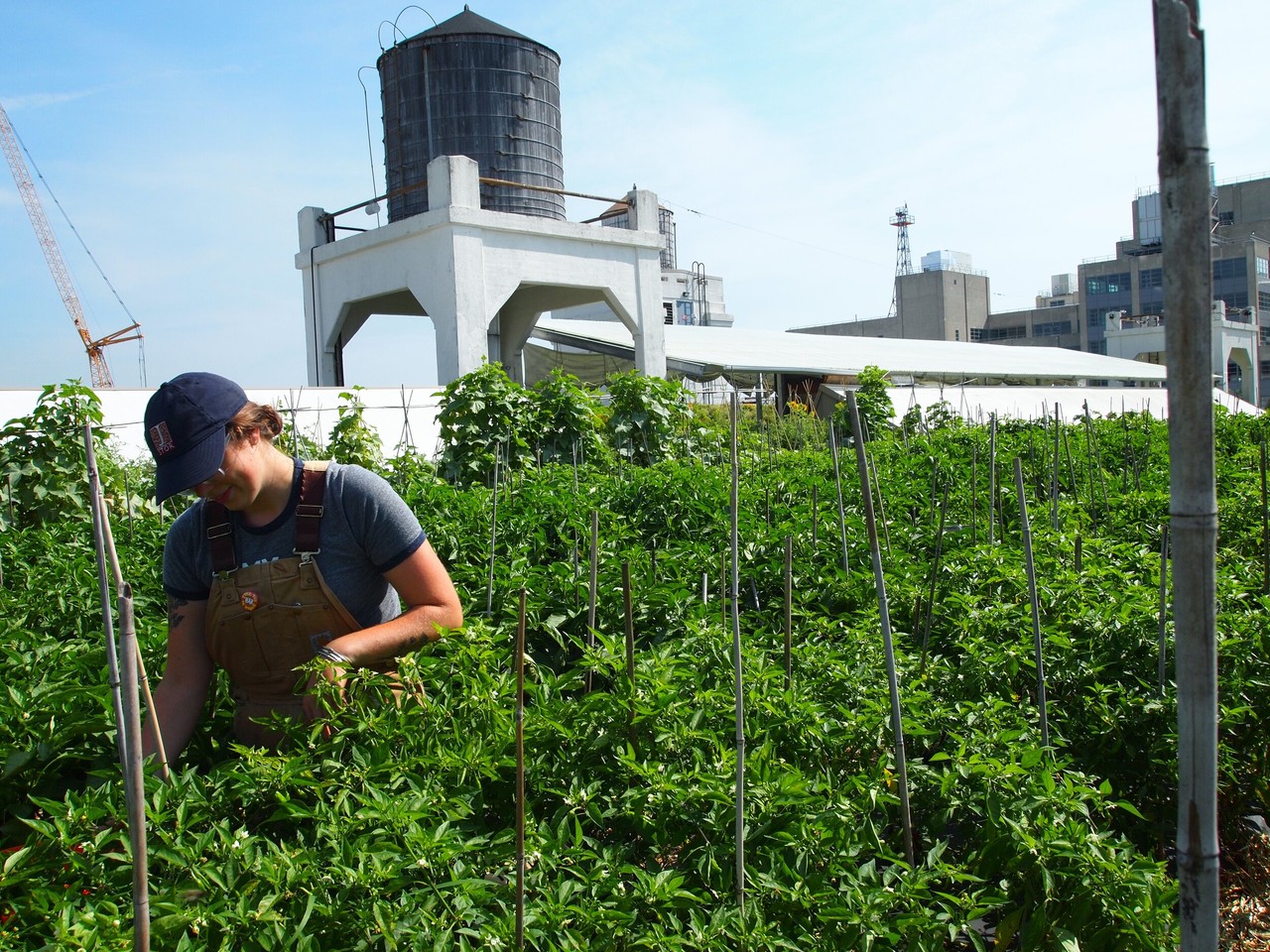 Brooklyn Grange Navy Yard Photos