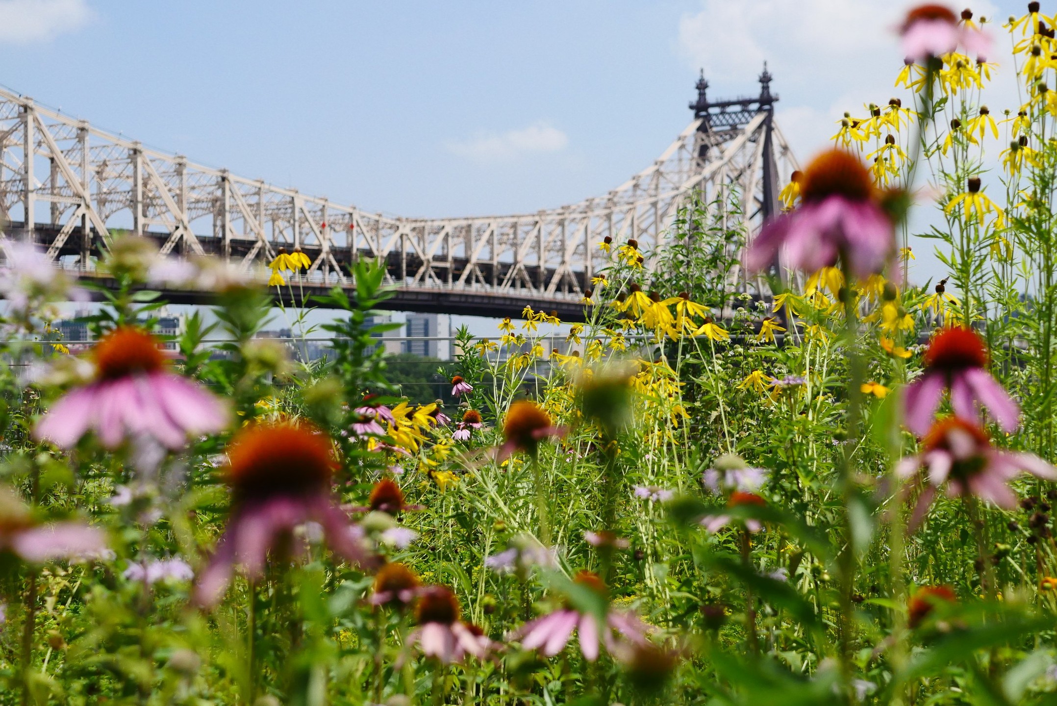 Brooklyn Grange Navy Yard Photos