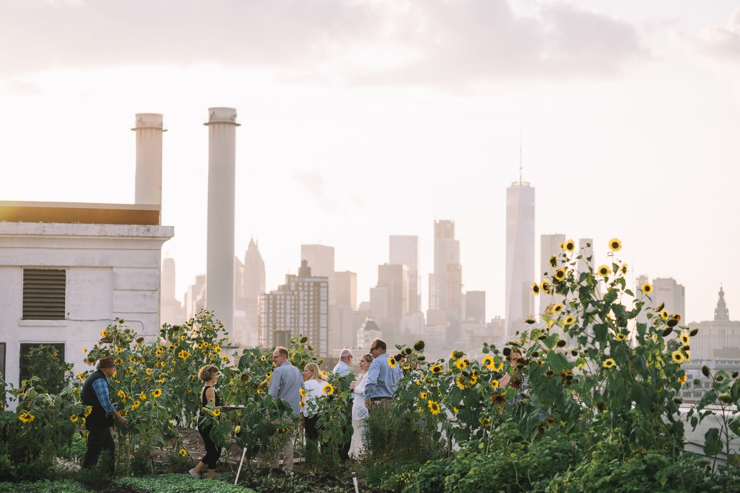 Brooklyn Grange Navy Yard Photos