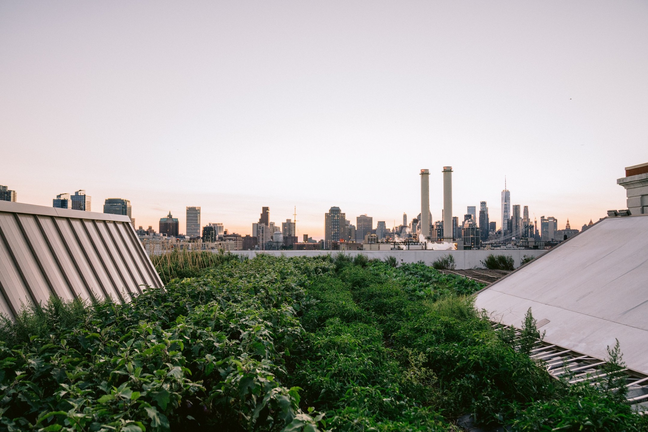 Brooklyn Grange Navy Yard Photos