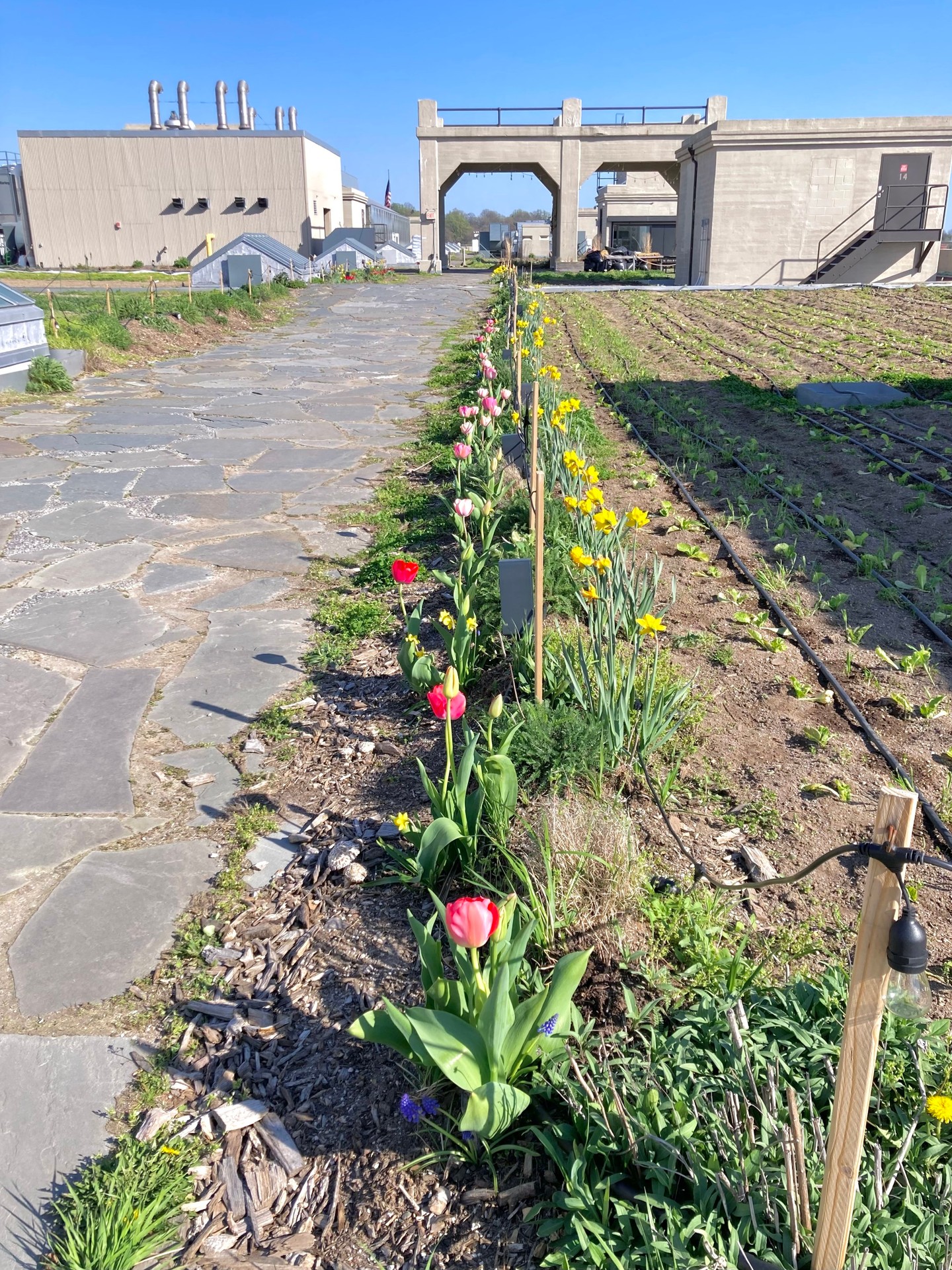 Brooklyn Grange Sunset Park Photos