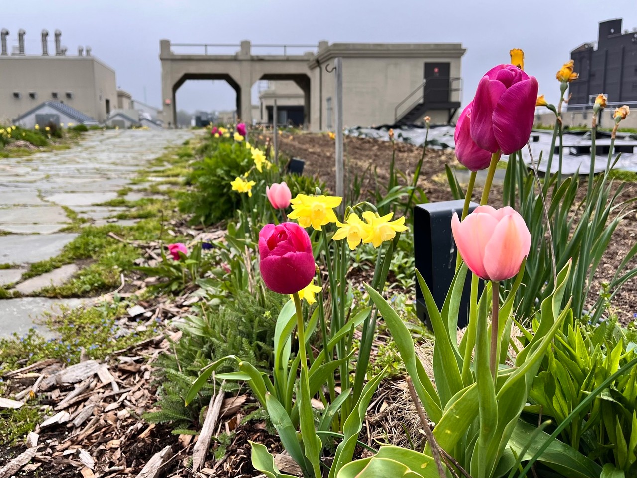 Brooklyn Grange Sunset Park Photos