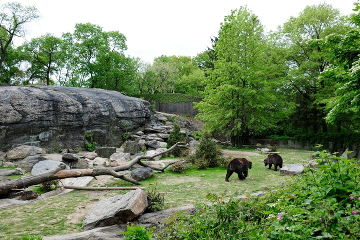 Bronx Zoo Photos