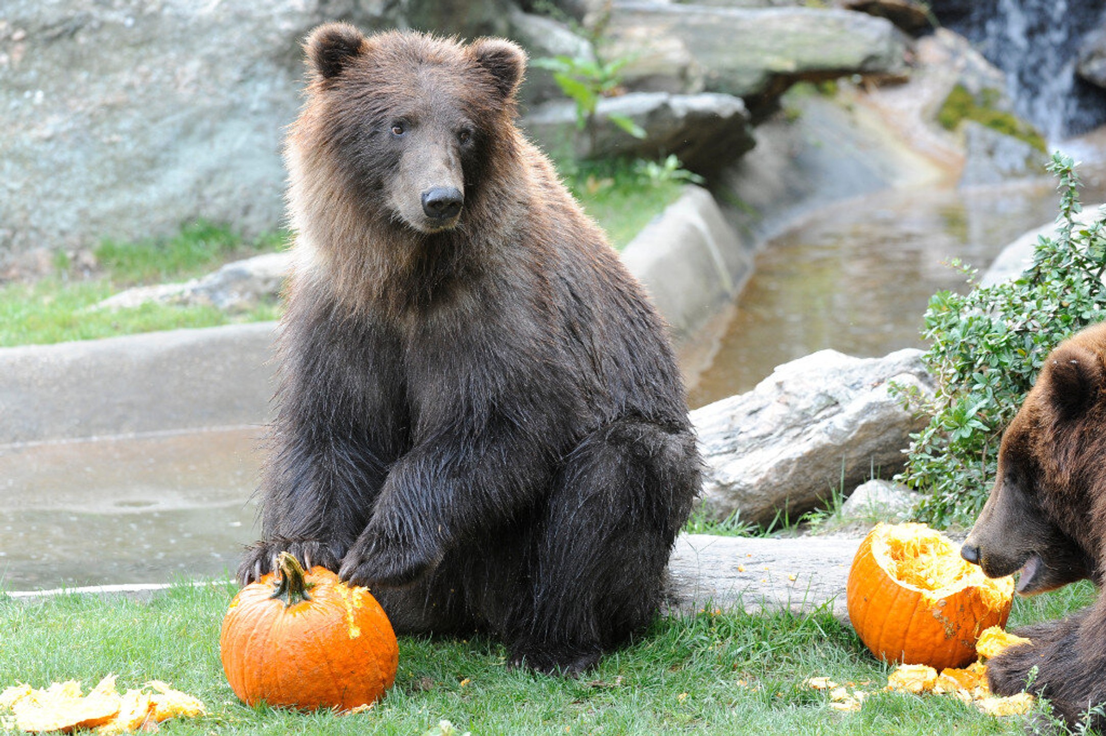 Bronx Zoo Photos