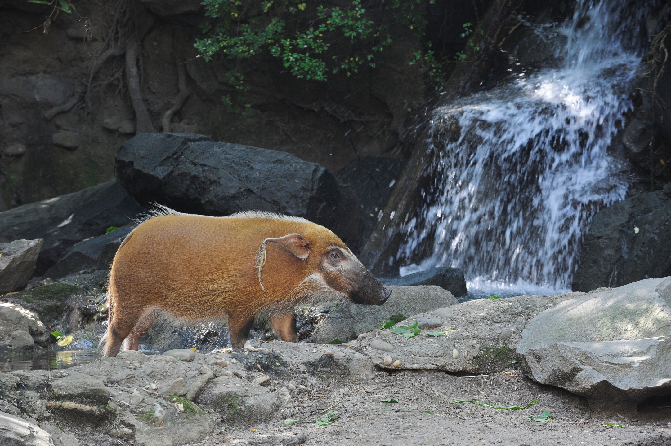 Bronx Zoo Photos